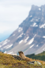 Wild Marmot, Banff, Canada