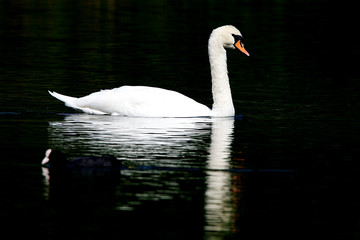 Mute swam swimming on calm still lake with reflection in water