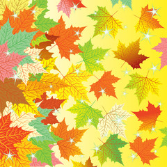 Autumn background with colorful maple leaves