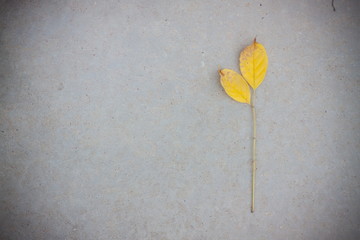Dry leave on concrete floor