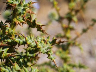 prickly plant leaves closeup
