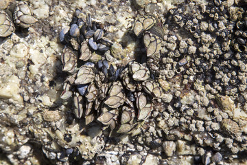 Barnicle - Percebe; Come; Fisterra; Costa de la Muerte; Galicia