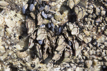 Barnacle - Percebe; Come; Fisterra; Costa de la Muerte; Galicia