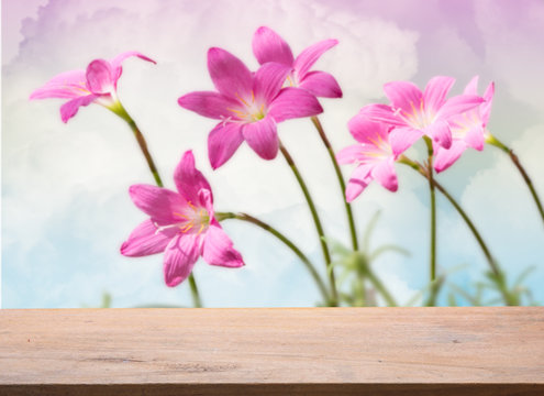 Fototapeta Wood plank with beautiful pink rain lily flowers over pastel sky background,soft focus