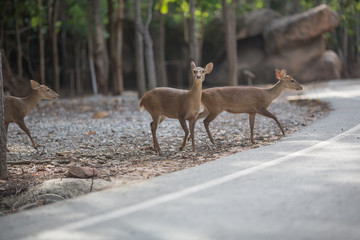 deers in the Zoo