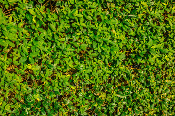 high contrast leaves texture