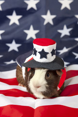 Adult male American Guinea Pigs Cavia porcellus with a patriotic background. Patriotic pet 
