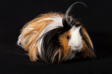 Adult male Abyssinian Guinea Pigs - Cavia porcellus - on a black background 