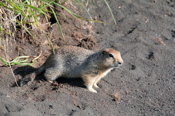 mustelide