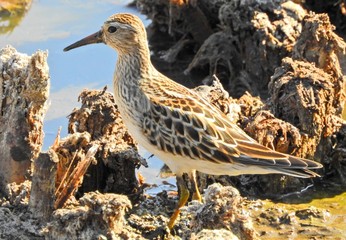 Pectoral Sandpiper (Calidris melanotos)