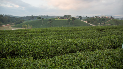 Fototapeta na wymiar Tea Plantation,tea leaves