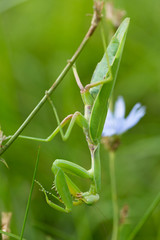 Mantis religiosa in the nature