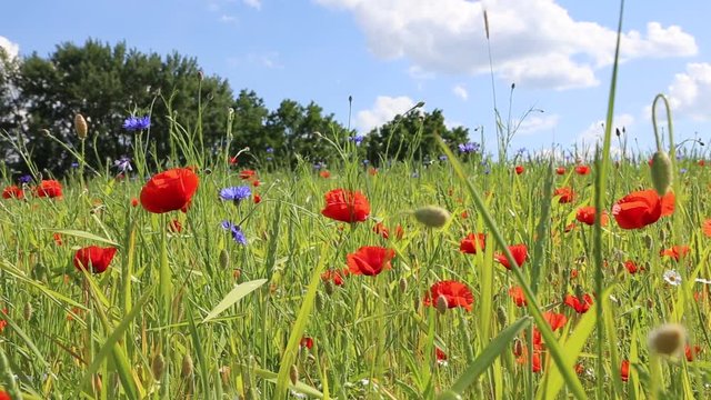 Mohnblumen und Gras auf Sommerwiese