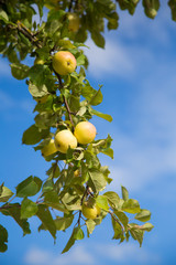 A beautiful natural apples hanging in the apple tree in the end of summer. Countryside landscape in orchard.