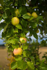 A beautiful natural apples hanging in the apple tree in the end of summer. Countryside landscape in orchard.