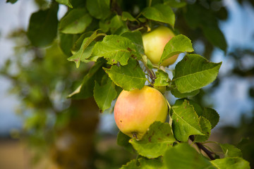 A beautiful natural apples hanging in the apple tree in the end of summer. Countryside landscape in orchard.