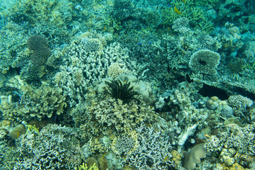 Naklejka na ściany i meble Beautiful coral reef