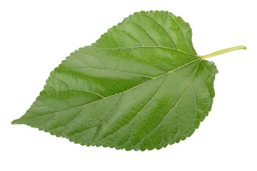 Mulberry leaves isolated on over white background