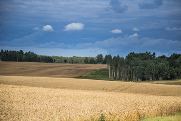 Obraz premium A beautiful country landscape with a wheat fields stretching into distance. Inspiring rural scenery at the end of summer.