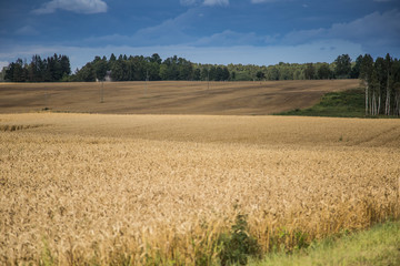 A beautiful country landscape with a wheat fields stretching into distance. Inspiring rural scenery at the end of summer.