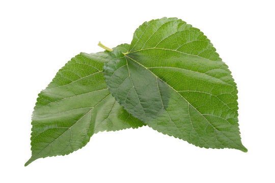 Mulberry leavesisolated on over white background