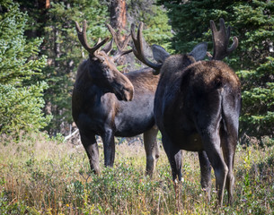 Shiras Moose of The Colorado Rocky Mountains