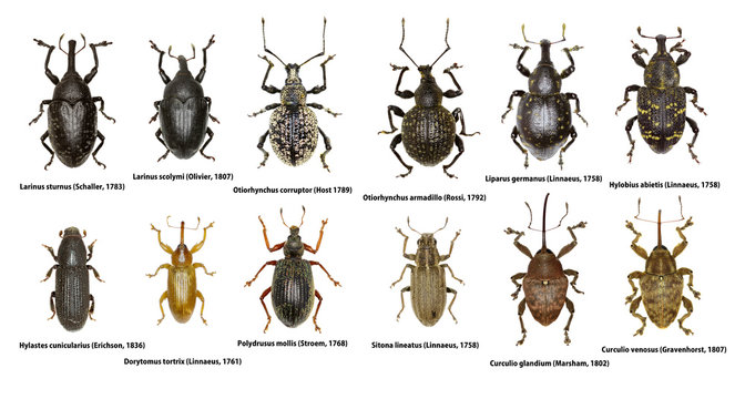 Set of Weevil Beetles of Europe  -  Curculionoidea