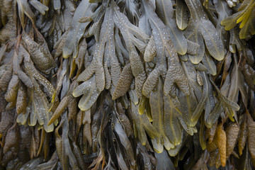 Seaweed on Beach