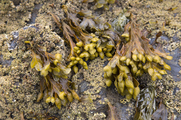 Seaweed on Beach