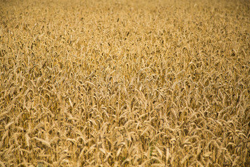 A beautiful closeup pattern of a grain field at the end of summer. Natural texture scenery.