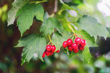 Berries of red Viburnum with leaves