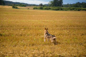 Obraz na płótnie Canvas A friendly wolf like hunting dog enjoying free time in the field. Dog walk in the countryside.