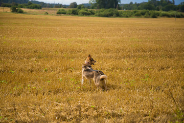 A friendly wolf like hunting dog enjoying free time in the field. Dog walk in the countryside.