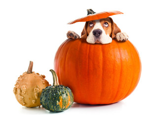Fototapeta premium Scared beagle in pumpkin .