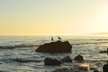 Gaviotas posadas sobre una roca al atardecer