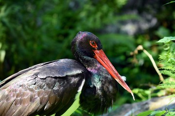 Blackstork in the bavarian forest