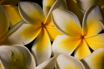 Close up white gentle frangapani plumeria flowers after rain on the black background.2