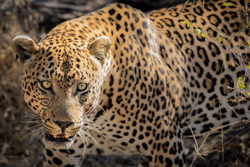 Fototapeta na wymiar Piva Male Leopard Walking
