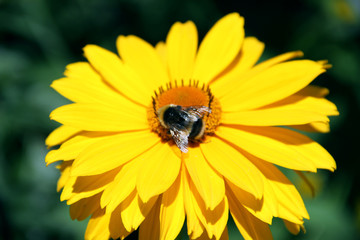 bumblebee on Daisy yellow - 170055490