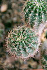 background, green, nature, sharp, cactus, decoration, white, natural, small, plant, macro, growth, botany, botanical, grow, bud, cultivated, succulent, spine, thorn, isolated, big, color, closeup, wat - 170055620