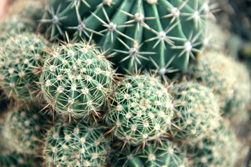 cactus - 170055621