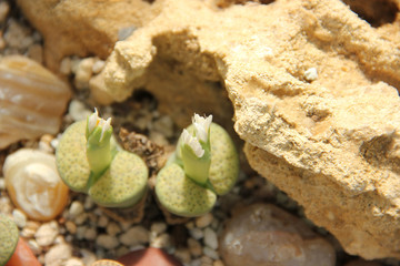 a variety of lithops - 170055641
