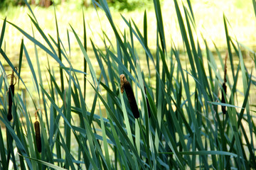 reeds on a pond - 170055659
