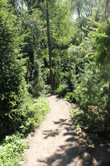 Path in the woods - 170055674