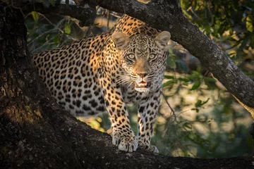 Gartenposter Fotos Ndzanzeni junger männlicher Leopard