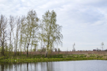 By the lake in the forest