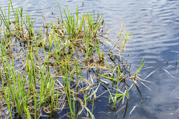 The grass grows in the lake water