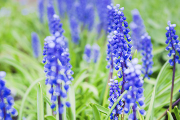 Fototapeta premium Beautiful high blue flowers