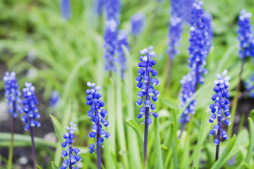 Naklejka premium Beautiful high blue flowers