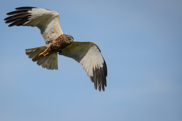 Marsh Harrier (Circus aeruginosus) in flight